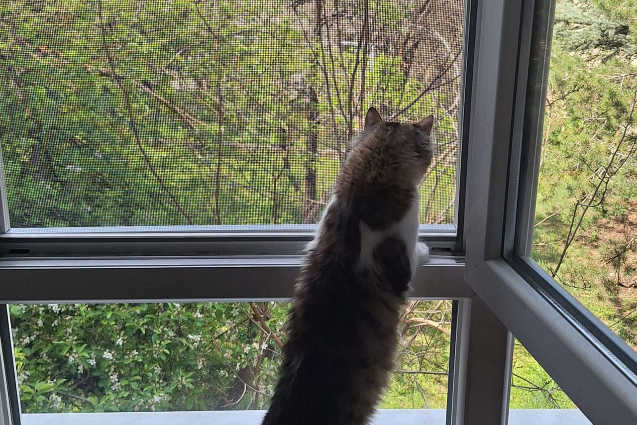 Ankara pencere kedi sinekliği